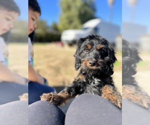 Cavapoo Puppy for sale in DESERT HOT SPRINGS, CA, USA