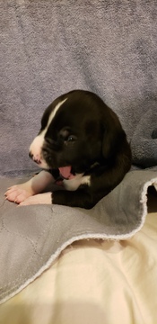 Medium Photo #4 Great Dane Puppy For Sale in CHIPPEWA FALLS, WI, USA