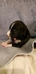 Small Photo #4 Great Dane Puppy For Sale in CHIPPEWA FALLS, WI, USA