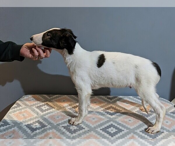 Medium Photo #5 Borzoi Puppy For Sale in FULTON, NY, USA
