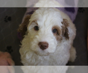 Miniature Labradoodle Puppy for sale in ELLWOOD CITY, PA, USA