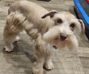 Father of the Schnauzer (Miniature) puppies born on 10/02/2025