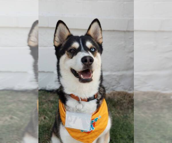Medium Photo #1 Siberian Husky Puppy For Sale in Carrollton, TX, USA
