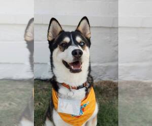 Siberian Husky Dogs for adoption in Carrollton, TX, USA