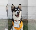 Small Siberian Husky