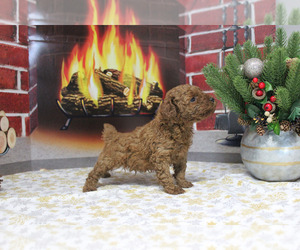 Poodle (Toy) Puppy for sale in CHANUTE, KS, USA