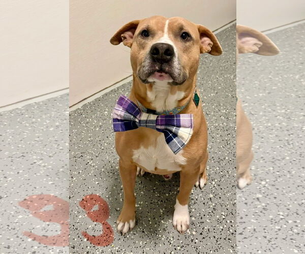 Medium Photo #3 American Pit Bull Terrier-Unknown Mix Puppy For Sale in Clarkston, MI, USA