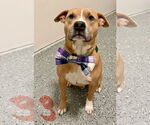 Small #2 American Pit Bull Terrier Mix