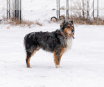 Small Photo #1 Australian Retriever Puppy For Sale in MOORCROFT, WY, USA