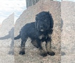 Small #10 Poodle (Miniature)-Poodle (Standard) Mix