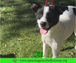Small #14 Jack Russell Terrier Mix