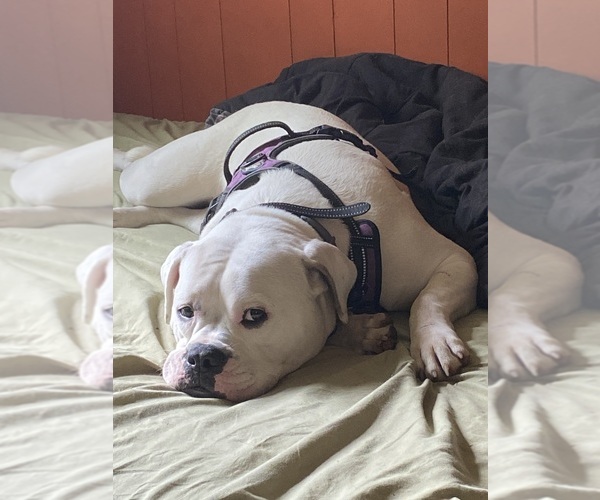 Medium Photo #6 American Bulldog Puppy For Sale in WAPWALLOPEN, PA, USA