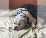 Shiloh - Female American Bulldog Puppy for Sale - Photo #6