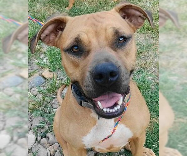 Medium Photo #1 Mutt Puppy For Sale in Frankston, TX, USA