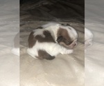 Puppy Male 3 Shih Tzu