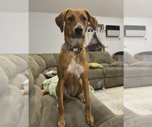 Medium Photo #1 Redbone Coonhound-Unknown Mix Puppy For Sale in Westwood, NJ, USA
