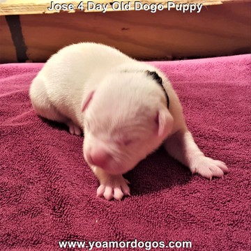 Medium Photo #155 Dogo Argentino Puppy For Sale in JANE, MO, USA