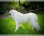 Small #5 Great Pyrenees