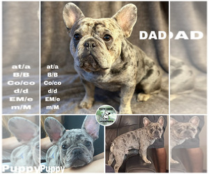 Father of the French Bulldog puppies born on 08/08/2023
