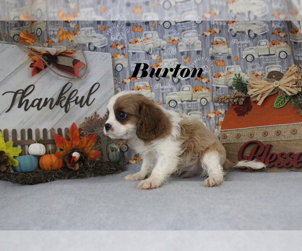 Medium Photo #15 Cavalier King Charles Spaniel Puppy For Sale in CHANUTE, KS, USA