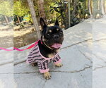 Small #3 French Bulldog