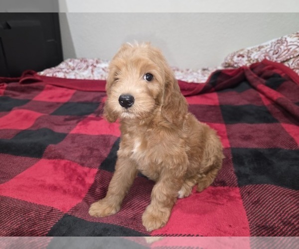 Medium Photo #7 Goldendoodle Puppy For Sale in DUBLIN, TX, USA