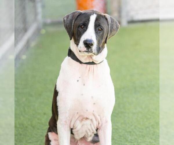 Medium Photo #2 Mutt Puppy For Sale in Camarillo, CA, USA