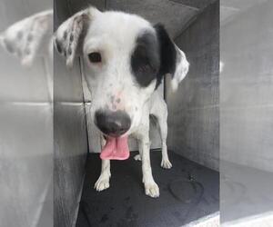 Labrador Retriever Dogs for adoption in San Antonio, TX, USA