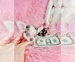 Small #13 Chihuahua
