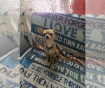 Small Photo #1 Chihuahua Puppy For Sale in ONTARIO, CA, USA