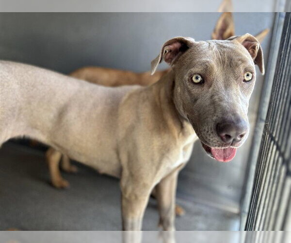 Medium Photo #2 Mutt Puppy For Sale in San Bernardino, CA, USA