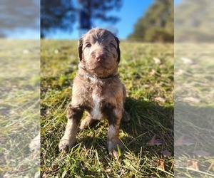 Aussiedoodle Puppy for sale in FORT ASHBY, WV, USA