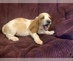 Puppy Orange Collar Basset Hound