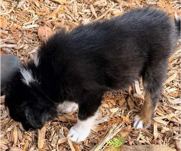 Medium Photo #5 F2 Aussiedoodle Puppy For Sale in ONAWAY, MI, USA