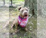 Small #1 American Pit Bull Terrier