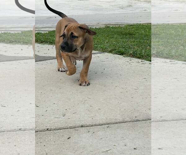 Medium Photo #7 American Staffordshire Terrier-Unknown Mix Puppy For Sale in Holly Springs, NC, USA