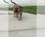 Small #6 American Staffordshire Terrier Mix