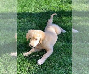 Golden Pyrenees Puppy for Sale in OLATHE, Colorado USA