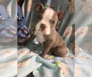 Boston Terrier Puppy for sale in CAVE CITY, KY, USA