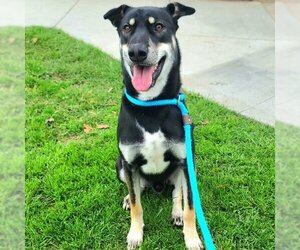 German Shepherd Dog-Shiba Inu Mix Dogs for adoption in Long Beach, CA, USA