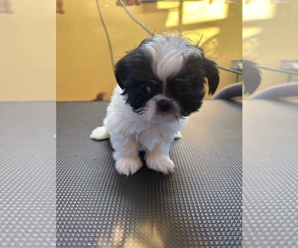 Medium Photo #5 ShihPoo Puppy For Sale in WOODLEAF, NC, USA