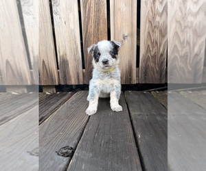 Australian Cattle Dog Puppy for sale in SANTA ROSA, CA, USA