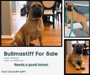 Bullmastiff Puppy for sale in VICTORIA, TX, USA