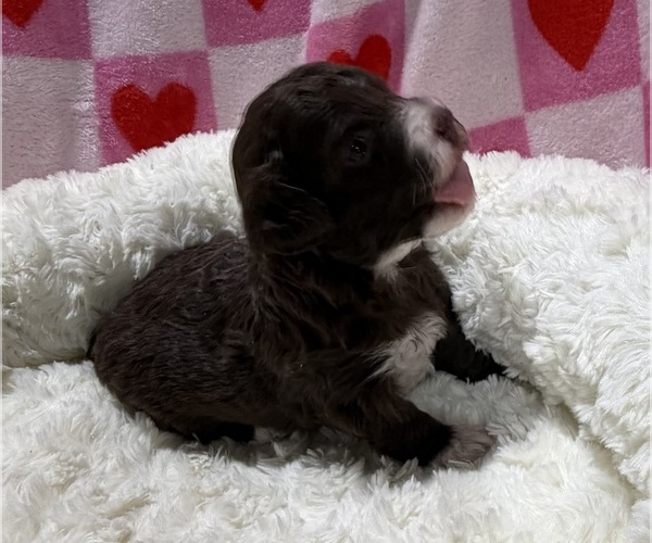 Medium Photo #1 Havapoo Puppy For Sale in GUTHRIE, KY, USA