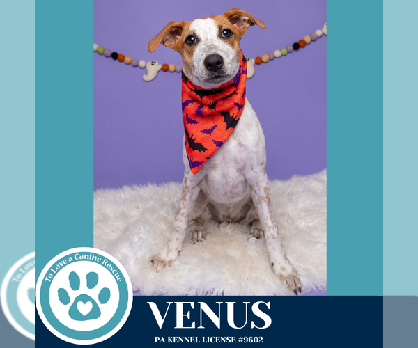 Medium Photo #15 Labrador Retriever-Unknown Mix Puppy For Sale in Kimberton, PA, USA