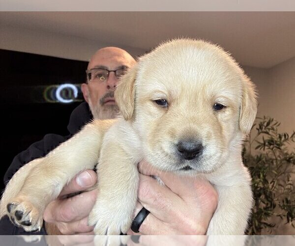 Medium Photo #4 Labrador Retriever Puppy For Sale in HIGH POINT, NC, USA