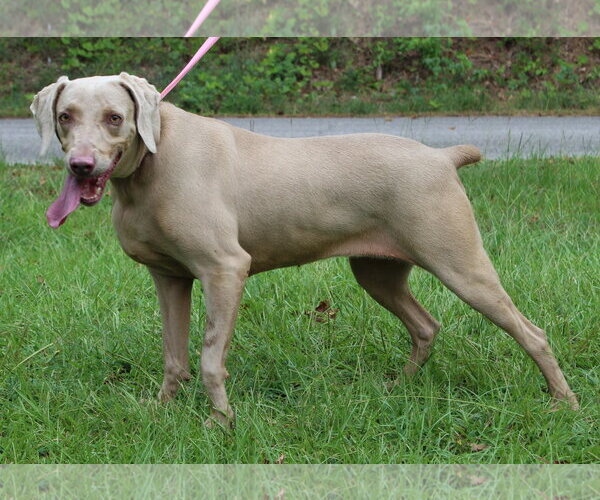 Medium Photo #2 Unknown-Weimaraner Mix Puppy For Sale in Prattville, AL, USA
