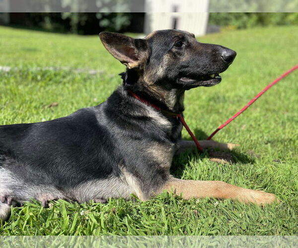 Medium Photo #2 Mutt Puppy For Sale in Shelburne, VT, USA