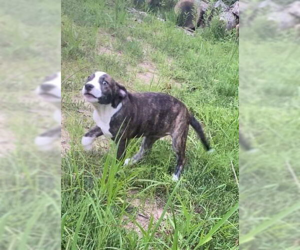 Medium Photo #10 American Pit Bull Terrier-Labrador Retriever Mix Puppy For Sale in Ridgefield, CT, USA
