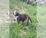 Small #9 American Pit Bull Terrier-Labrador Retriever Mix
